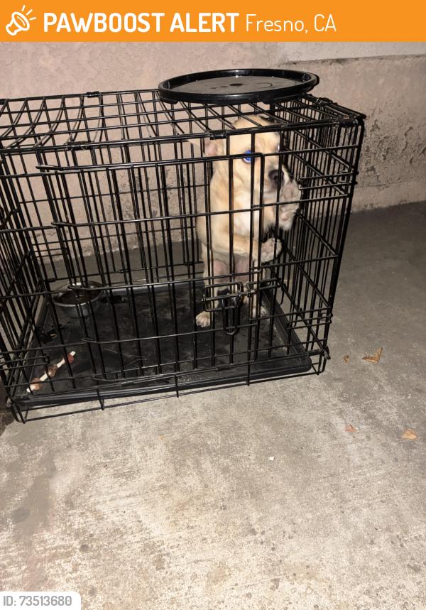 Found/Stray Unknown Dog last seen State St and Wheeler off Bullard, Fresno, CA 93722
