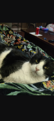 Reunited Female Cat last seen Near Ne 93rd St, Vancouver, WA 98682