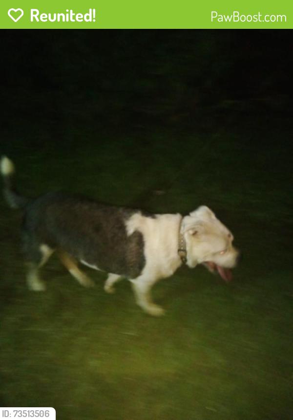 Reunited Unknown Dog last seen Near block avon rd sw, Roanoke, VA 24015