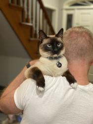 Lost Male Cat last seen Near McClain ave, Scottsburg, IN 47170