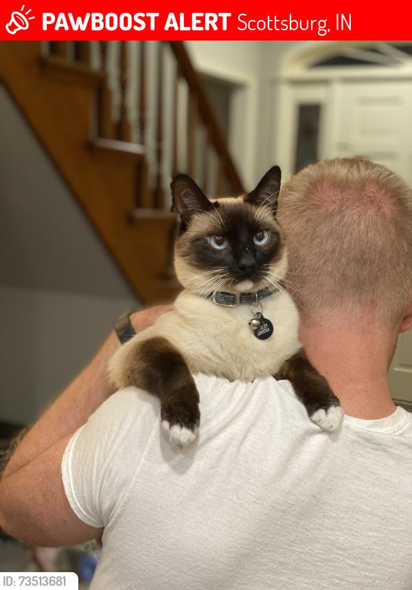 Lost Male Cat last seen Near McClain ave, Scottsburg, IN 47170