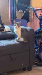 Lost Male Cat last seen Haverhill and forrest hill, West Palm Beach, FL 33415