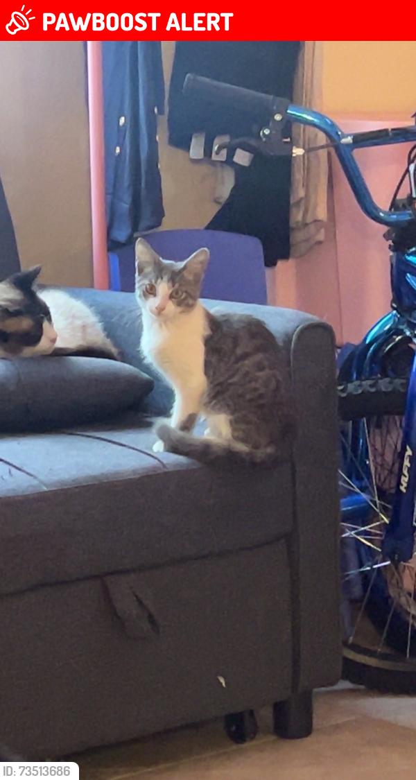 Lost Male Cat last seen Haverhill and forrest hill, West Palm Beach, FL 33415