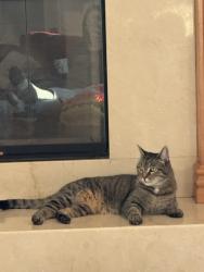Reunited Female Cat last seen Yarrow circle, Superior, CO 80027