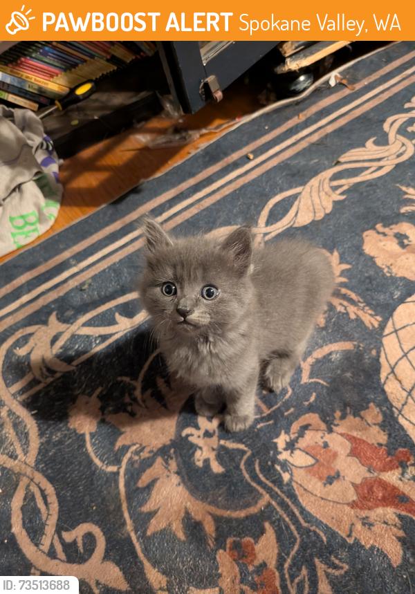 Found/Stray Unknown Cat last seen Sprague and Evergreen, Spokane Valley, WA 99216