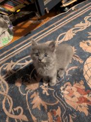 Found/Stray Unknown Cat last seen Sprague and Evergreen, Spokane Valley, WA 99216