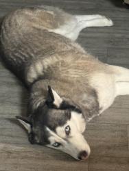 Reunited Male Dog last seen Green Valley and Horizon Ridge Parkway, Henderson, NV 89012
