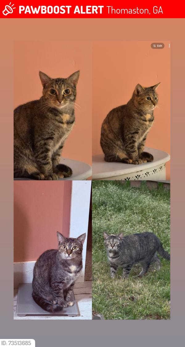 Lost Female Cat last seen US highway 19 S, Thomaston, GA 30286