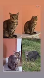 Lost Female Cat last seen US highway 19 S, Thomaston, GA 30286
