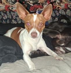 Lost Female Dog last seen Near 75th and San Leandro, Oakland, CA 94621