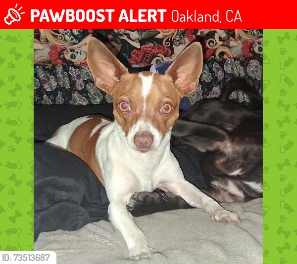 Lost Female Dog last seen Near 75th and San Leandro, Oakland, CA 94621