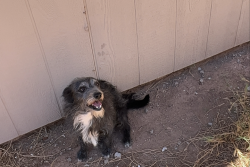 Lost Male Dog last seen 37th Ave and W Wiet Ave, Phoenix, AZ 85041