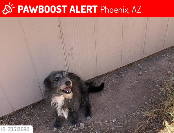 Lost Male Dog last seen 37th Ave and W Wiet Ave, Phoenix, AZ 85041