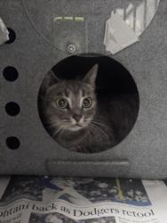 Shelter Stray Female Cat last seen , West Valley Animal Shelter, 20655 Plummer St, Chatsworth, CA 91311, USA