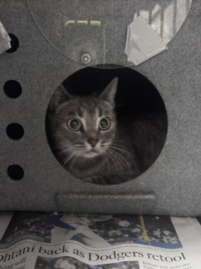 Shelter Stray Female Cat last seen , West Valley Animal Shelter, 20655 Plummer St, Chatsworth, CA 91311, USA