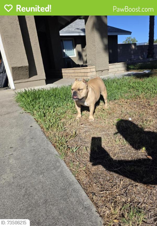 Reunited Female Dog last seen Athol and maple, Fontana, CA 92335