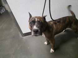 Shelter Stray Female Dog last seen , West Valley Animal Shelter, 20655 Plummer St, Chatsworth, CA 91311, USA