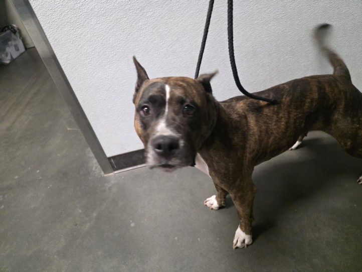 Shelter Stray Female Dog last seen , West Valley Animal Shelter, 20655 Plummer St, Chatsworth, CA 91311, USA