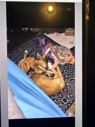Reunited Male Dog last seen Talbot Rd and Nelley rd, Pleasant Garden, NC 27313