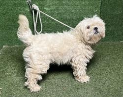 Shelter Stray Male Dog last seen , 5210 W Ave I, Lancaster, CA 93536, USA