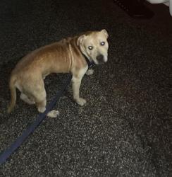 Shelter Stray Male Dog last seen Near, 5001 E Raymond St, Indianapolis, IN 46203, USA