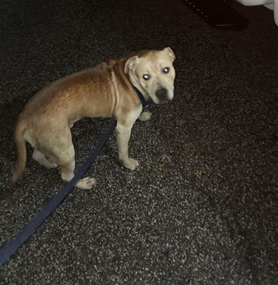 Shelter Stray Male Dog last seen Near, 5001 E Raymond St, Indianapolis, IN 46203, USA