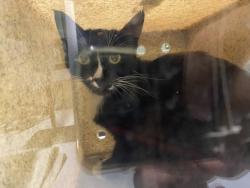 Shelter Stray Male Cat last seen , 1850 W 60th St, Los Angeles, CA 90047, USA