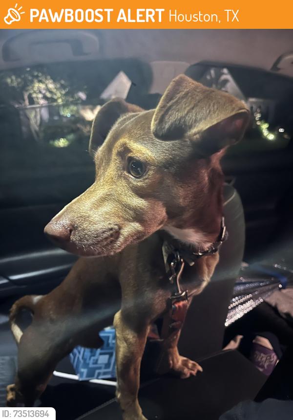 Found/Stray Male Dog last seen Candlelight’s and Dunsmere, Houston, TX 77018