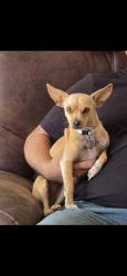 Reunited Female Dog last seen Near East Rosemonte Dr 85050, Phoenix, AZ 85050