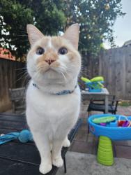 Reunited Male Cat last seen Mandarin/Sycamore, Antioch, CA 94509