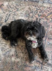Lost Female Dog last seen Oak Creek Rd, Cherry Valley, CA 92223
