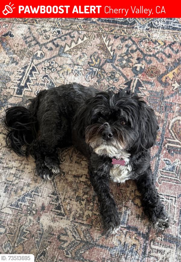 Lost Female Dog last seen Oak Creek Rd, Cherry Valley, CA 92223