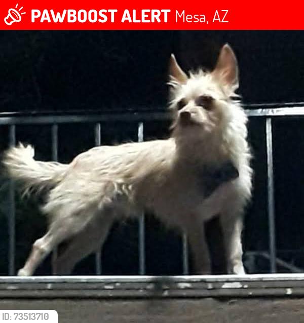 Lost Male Dog last seen Higley and hampton, Mesa, AZ 85206