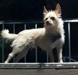 Lost Male Dog last seen Higley and hampton, Mesa, AZ 85206
