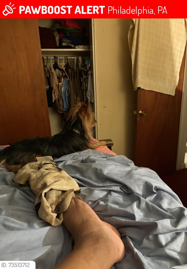 Lost Male Dog last seen Houghton street, Philadelphia, PA 19128