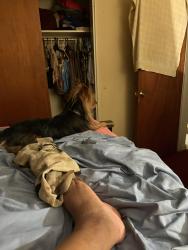 Lost Male Dog last seen Houghton street, Philadelphia, PA 19128