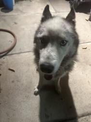 Found/Stray Unknown Dog last seen Off Main and Olive, Baldwin Park, CA 91706