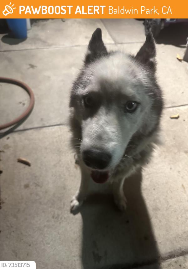 Found/Stray Unknown Dog last seen Off Main and Olive, Baldwin Park, CA 91706