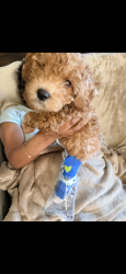Lost Male Dog last seen Near Jimmy Ave, Las Vegas, NV 89106