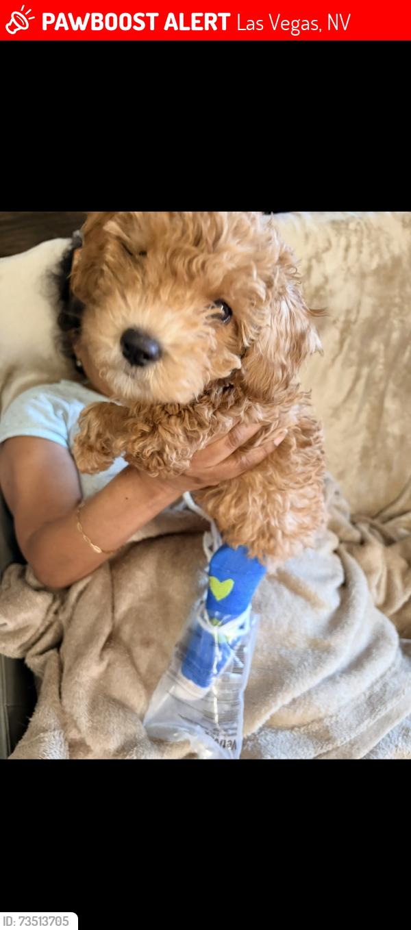 Lost Male Dog last seen Near Jimmy Ave, Las Vegas, NV 89106
