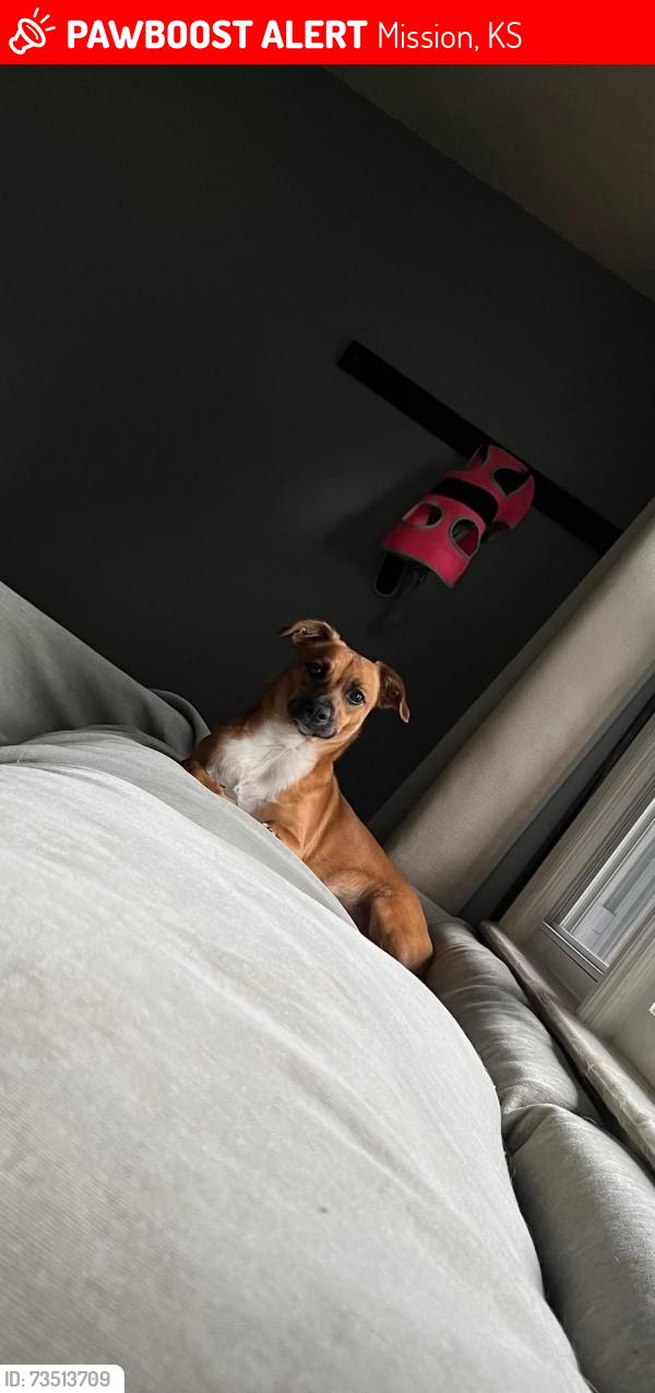 Lost Female Dog last seen Shawnee Mission Pkwy & Metcalf, Mission, KS 66202