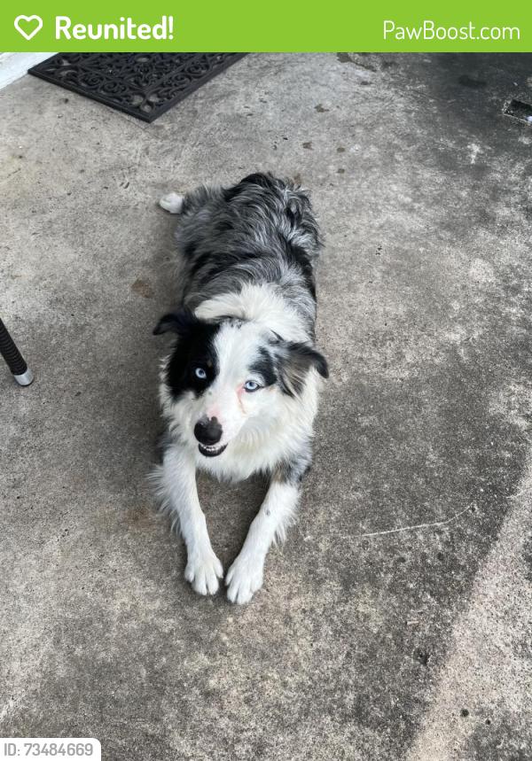 Reunited Female Dog last seen Mitchell Ave, Waco, TX 76714