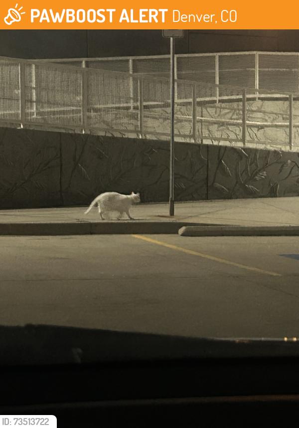 Found/Stray Unknown Cat last seen RTD Yale Station, Denver, CO 80222