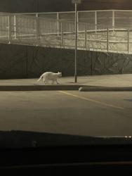 Found/Stray Unknown Cat last seen RTD Yale Station, Denver, CO 80222