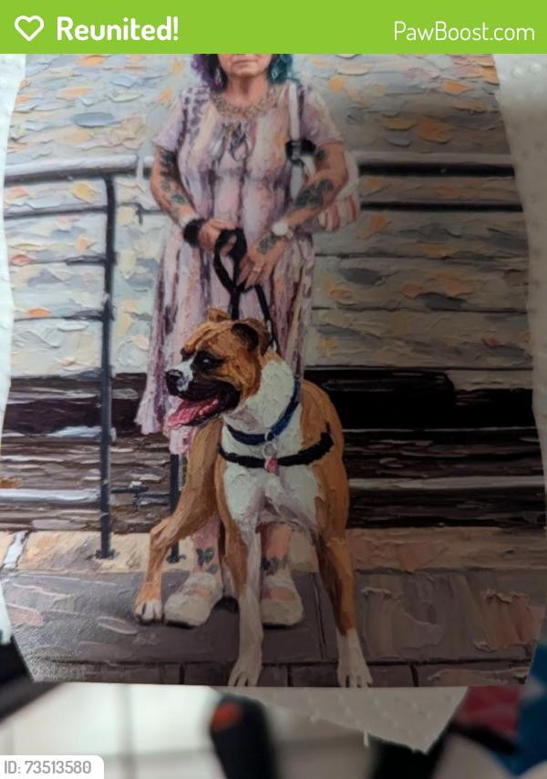 Reunited Male Dog last seen Copper and Wyoming, Albuquerque, NM 87123