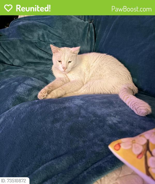 Reunited Male Cat last seen filbert/dandelion ave, Fountain Valley, CA 92708