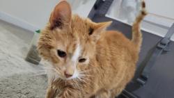 Reunited Male Cat last seen Stone River Road or Twilight, Richmond, VA 23235
