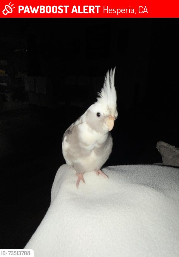 Lost Male Bird last seen Seaforth and I ave, Hesperia, CA 92345