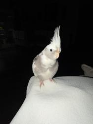 Lost Male Bird last seen Seaforth and I ave, Hesperia, CA 92345