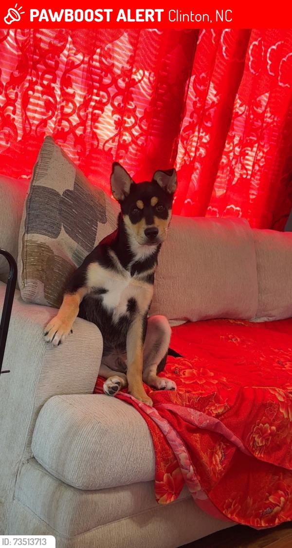 Lost Male Dog last seen Near old mill branch ln Clinton, Clinton, NC 28328